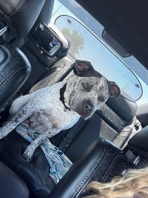 Drax Darling the Spotted Kid Loving Sweetie thumbnail 5
