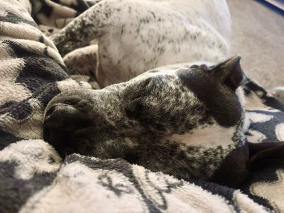Drax Darling the Spotted Kid Loving Sweetie thumbnail 16