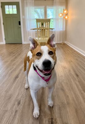 Miss Taco The Comfort Queen thumbnail 10