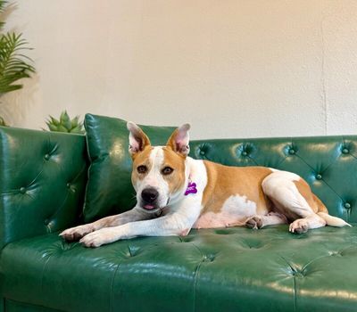 Miss Taco The Comfort Queen thumbnail 18
