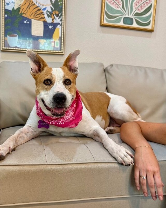 Miss Taco The Comfort Queen - Photo 1