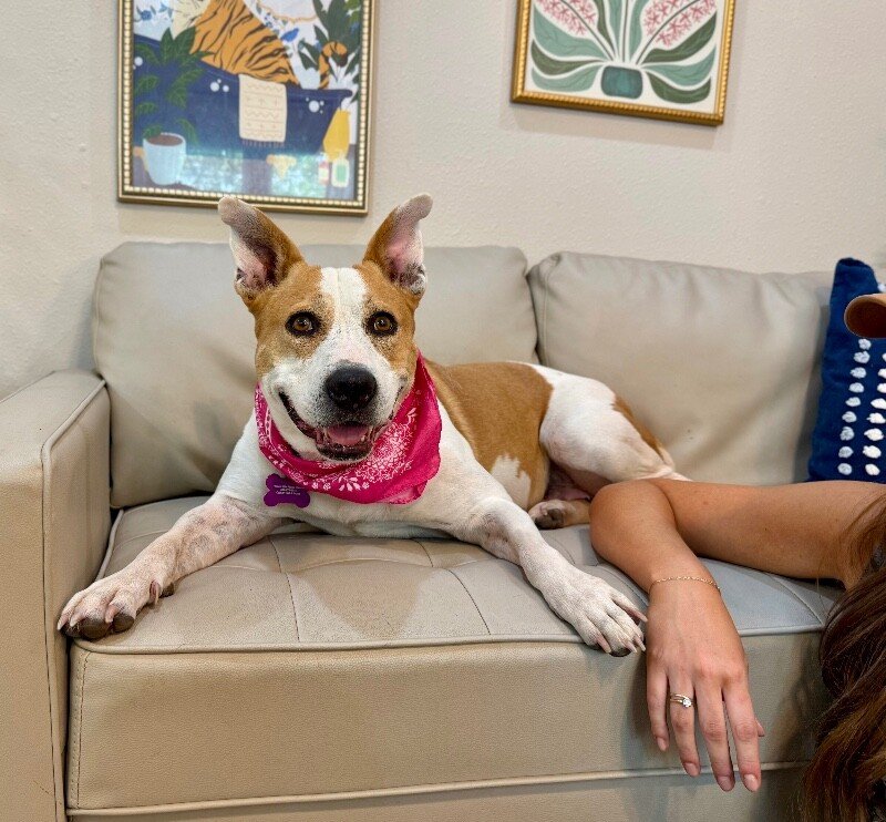 Miss Taco The Comfort Queen - Photo 1