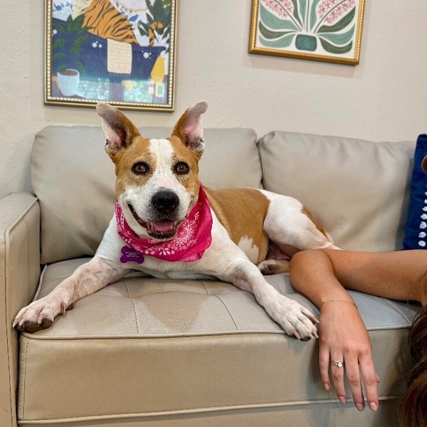 Miss Taco The Comfort Queen, a American Staffordshire Terrier dog