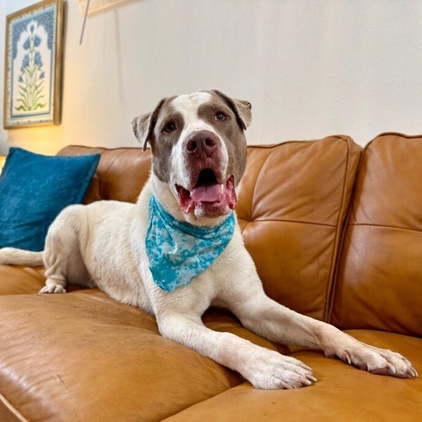 Morty Mello the Marshmallow Sweetheart, a Labrador Retriever dog