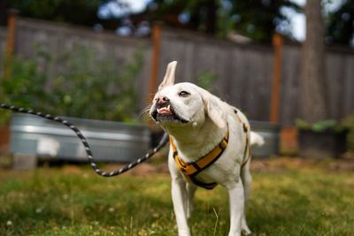 Jojo Jellybean the Sweetest Girl with the Best Smile thumbnail 14
