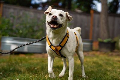 Jojo Jellybean the Sweetest Girl with the Best Smile thumbnail 5