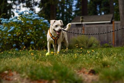 Jojo Jellybean the Sweetest Girl with the Best Smile thumbnail 10