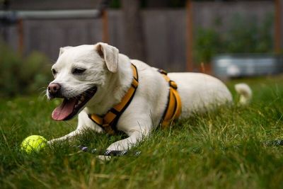 Jojo Jellybean the Sweetest Girl with the Best Smile thumbnail 15