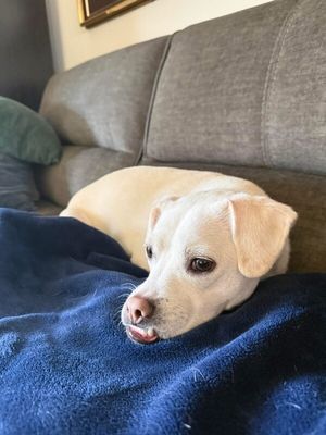 Jojo Jellybean the Sweetest Girl with the Best Smile thumbnail 19