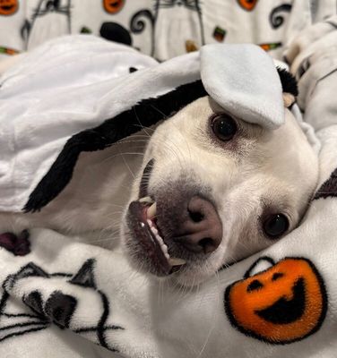 Jojo Jellybean the Sweetest Girl with the Best Smile thumbnail 13