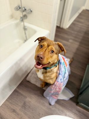 Vivie Anna Vienna the Swimming Water Dog thumbnail 1
