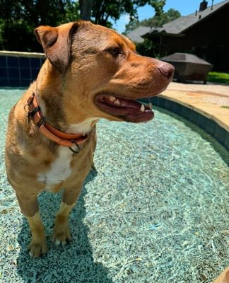 Vivie Anna Vienna the Swimming Water Dog thumbnail 2