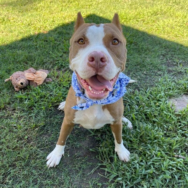 Maggie Flowers Ray of Sunshine, a American Staffordshire Terrier dog
