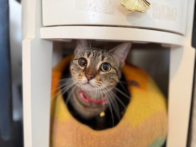 June Bug Whiskerpaws thumbnail 5