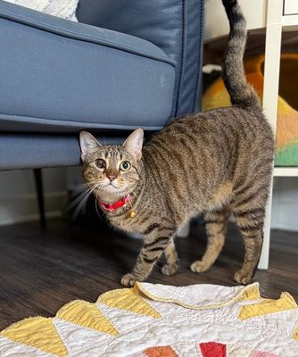 June Bug Whiskerpaws thumbnail 20