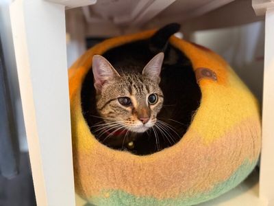 June Bug Whiskerpaws thumbnail 13