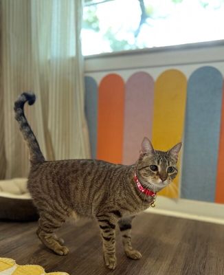 June Bug Whiskerpaws thumbnail 10