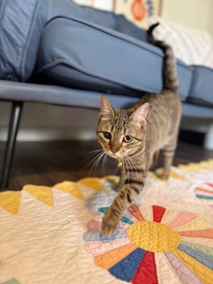 June Bug Whiskerpaws thumbnail 18