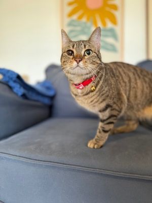 June Bug Whiskerpaws thumbnail 8