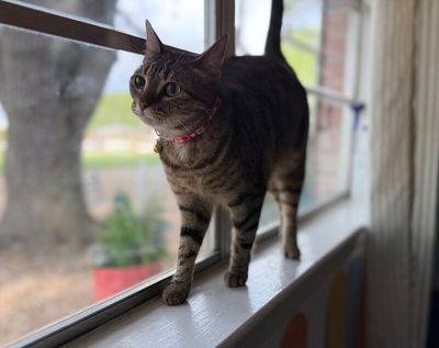 June Bug Whiskerpaws thumbnail 7