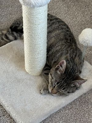 June Bug Whiskerpaws thumbnail 15
