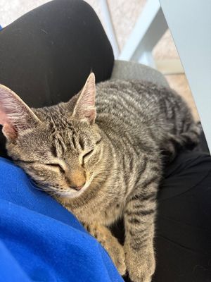 June Bug Whiskerpaws thumbnail 3
