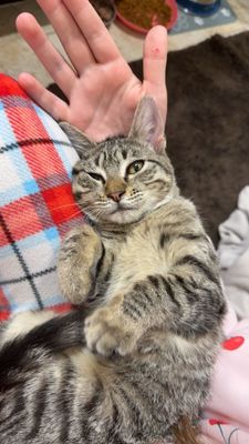 June Bug Whiskerpaws thumbnail 11