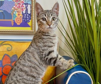 June Bug Whiskerpaws thumbnail 16