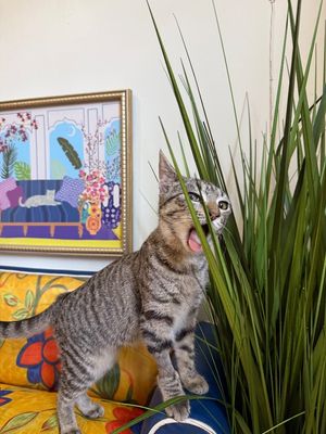 June Bug Whiskerpaws thumbnail 12