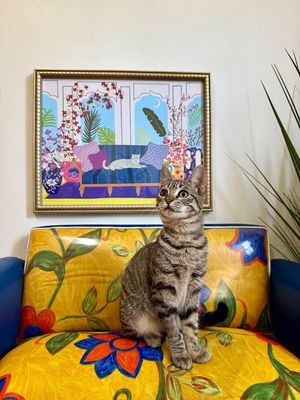 June Bug Whiskerpaws thumbnail 6