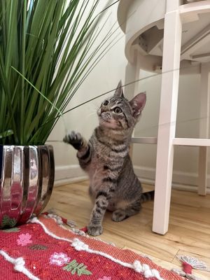 June Bug Whiskerpaws thumbnail 14