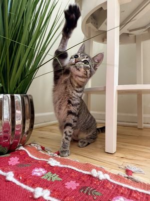 June Bug Whiskerpaws thumbnail 9