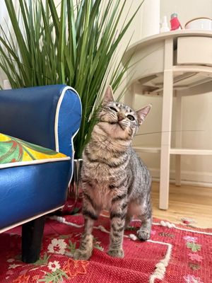 June Bug Whiskerpaws thumbnail 19
