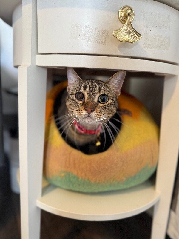 June Bug Whiskerpaws - Photo 1