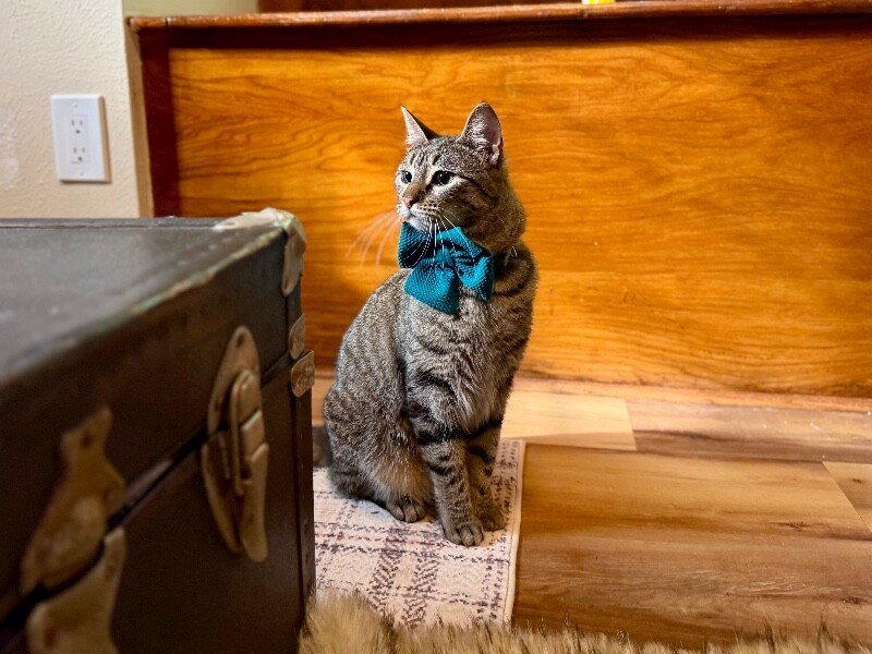 Jaxie Pie - Photo 1