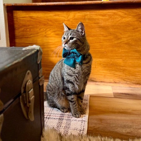 Jaxie Pie, a Domestic Short Hair cat