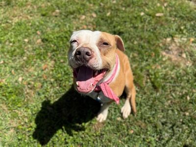 Clover the Luckiest Girl thumbnail 1