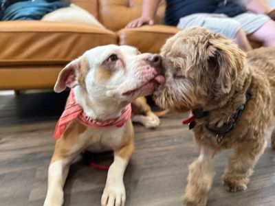 Clover the Luckiest Girl thumbnail 2