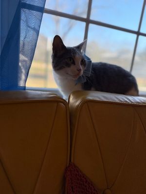 Bean Sprout thumbnail 18
