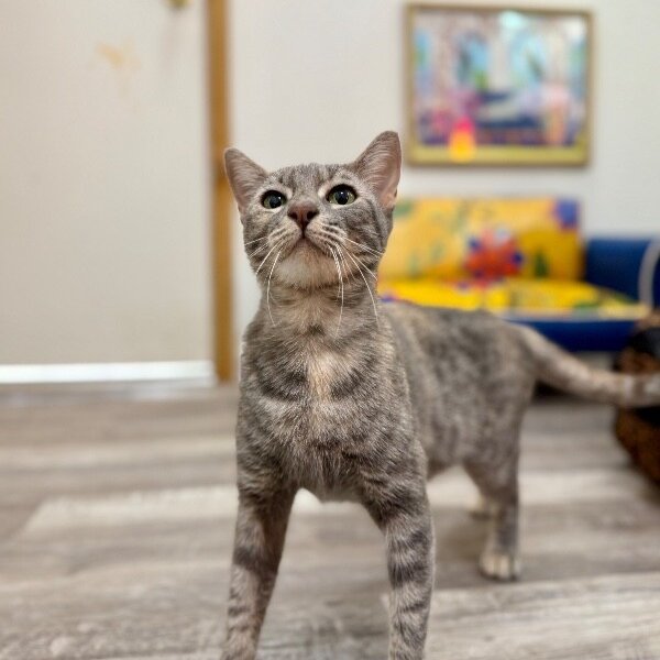 Campbell Clark, a Domestic Short Hair cat available for adoption