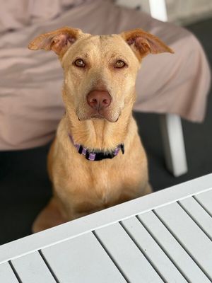 Sadey is Pure Sweetness thumbnail 16