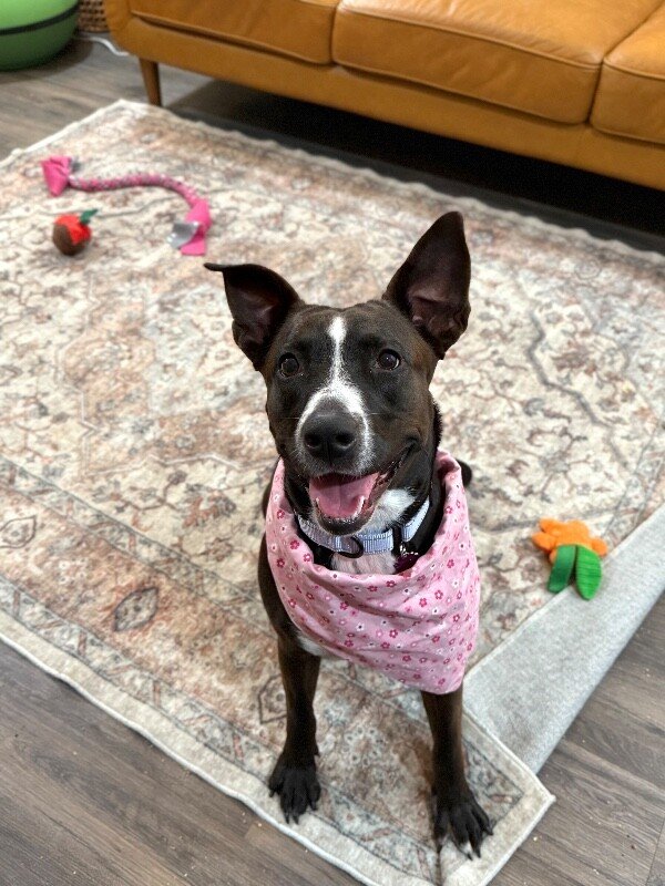 Baby Girl Snuggle Muffin - Photo 1