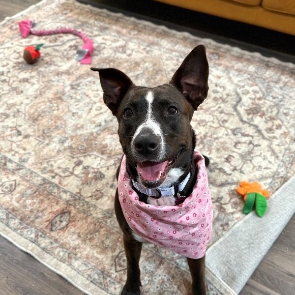 Baby Girl Snuggle Muffin, a Pit Bull Terrier dog