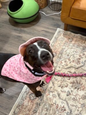 Baby Girl Snuggle Muffin thumbnail 14