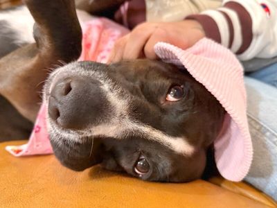 Baby Girl Snuggle Muffin thumbnail 12