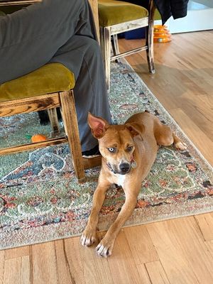 Dottie Sue your Personal Ray of Sunshine thumbnail 14