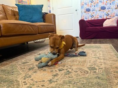 Dottie Sue your Personal Ray of Sunshine thumbnail 11