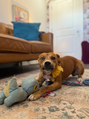 Dottie Sue your Personal Ray of Sunshine thumbnail 7