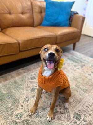 Dottie Sue your Personal Ray of Sunshine thumbnail 10