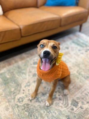 Dottie Sue your Personal Ray of Sunshine thumbnail 6
